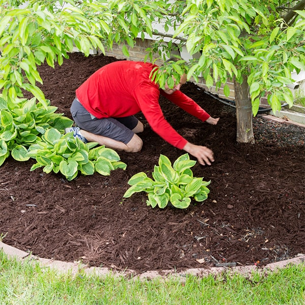 the best time for mulch installation is typically in the spring or fall when the weather is mild